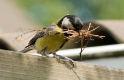 images/parus major koolmees-vrouw met takjes in tuin - 20-05-07 - p0919_bewerkt-1-482x314.jpg